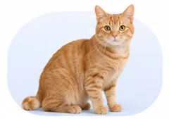 Short-haired cat