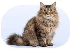 Medium/long-haired cat