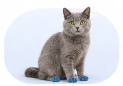 Cat with soft nail caps