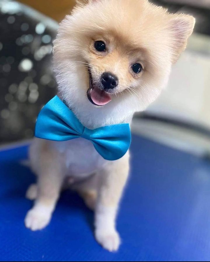 Pomeranian with a blue bow tie on the grooming table