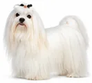 Maltese