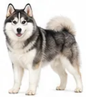 Siberian Husky