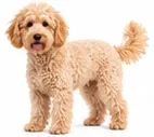Mini Goldendoodle