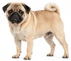 Pug