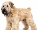 Soft Coated Wheaten Terrier