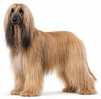 Afghan Hound