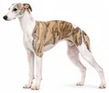 Whippet