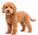 Toy Poodle Mix