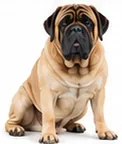 Mastiff