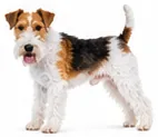 Wire Fox Terrier