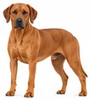 Rhodesian Ridgeback