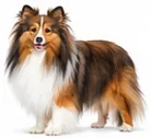 Shetland Sheepdog