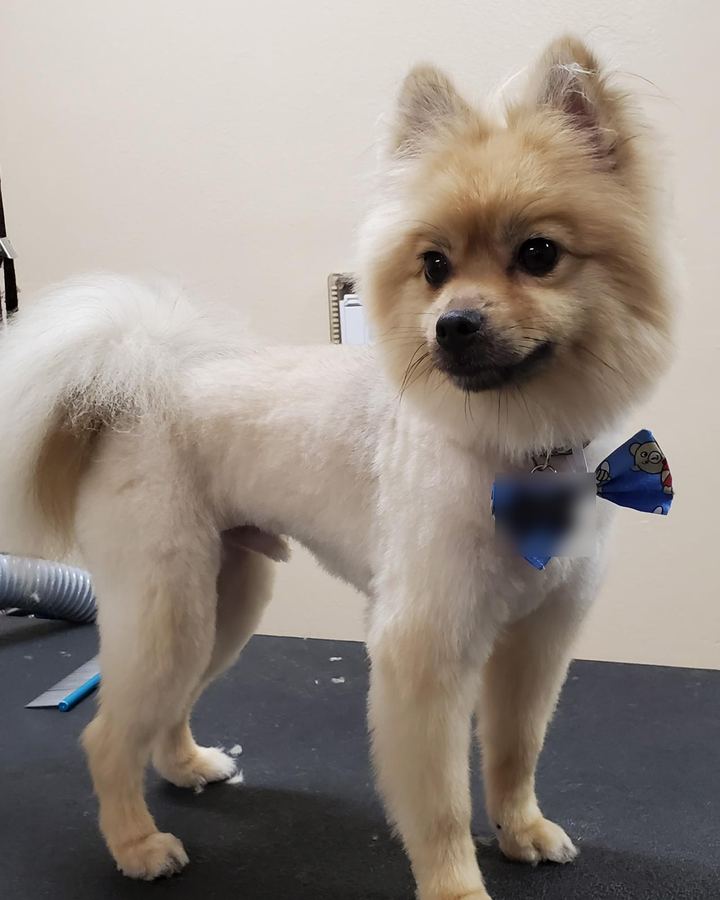 Pomeranian with a blue bow standing on the grooming table