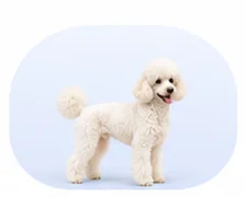 White standard poodle