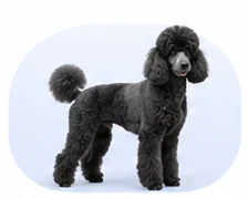 Black standard poodle