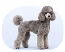 Gray standard poodle