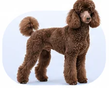 Brown standard poodle